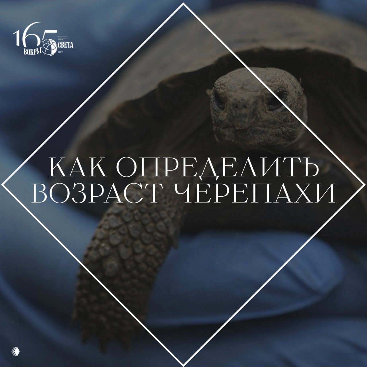 Как определить возраст черепахи?