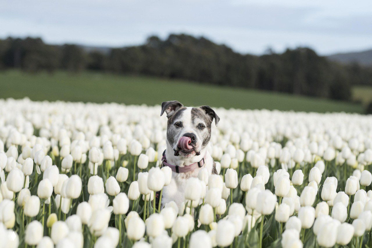 Собака облизывает морду в окружении белых тюльпанов; выразительный портрет животного на поляне в Тасмании, фотосерия Ребекки Костки.