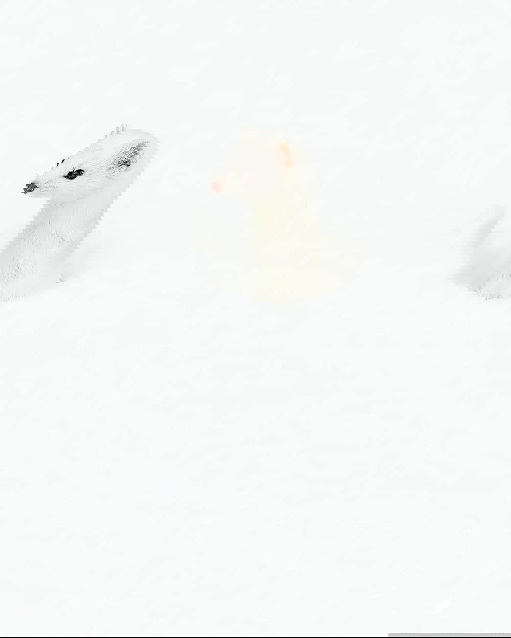 Второе место в номинации «Портрет животного»