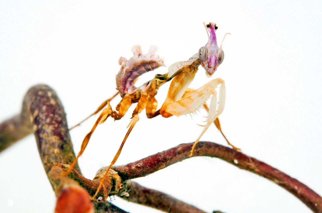 Мелкий богомол с уникальной формой тела и конечностей, стоящий на веточке; поза и окраска создают видимость засохших листьев и побегов.