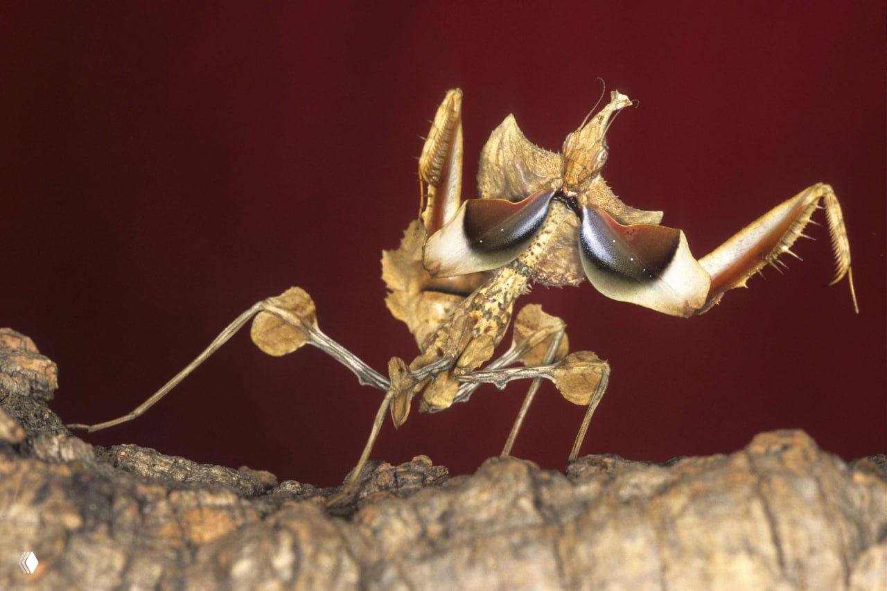 Богомол «Чертов цветок»: маскировка как цветок и ветка