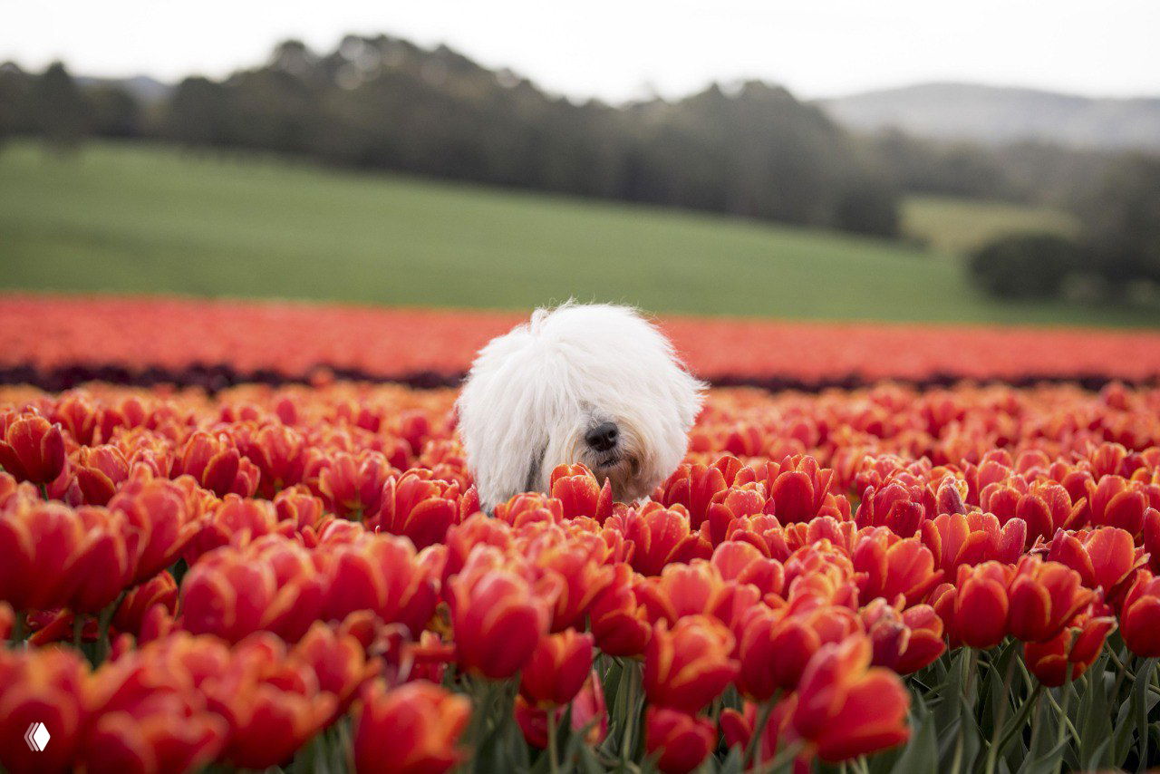 Пушистая собака частично скрыта в ряду ярко-красных тюльпанов; контраст текстур шерсти и цветков в работах Ребекки Костки с Тасмании.
