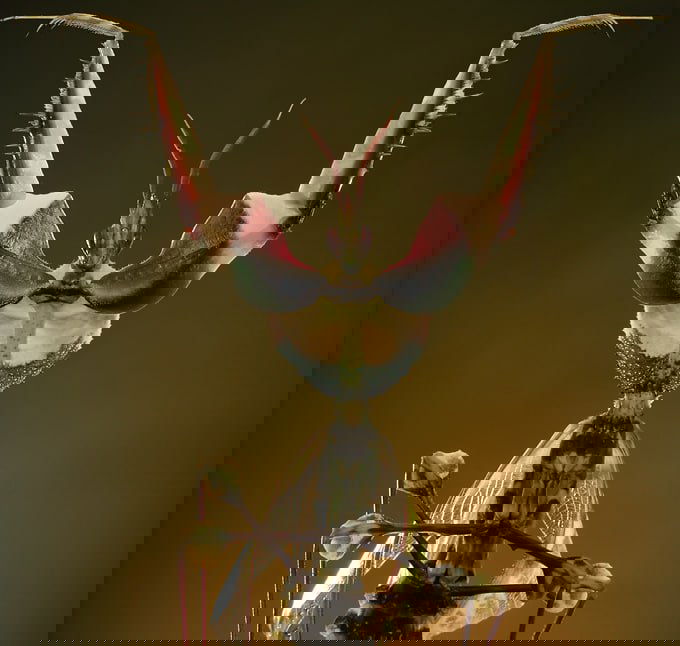 Анфасное студийное фото богомола с поднятыми грудными лапами, напоминающими лепестки цветка; фон приглушённый, выделяет контуры насекомого.