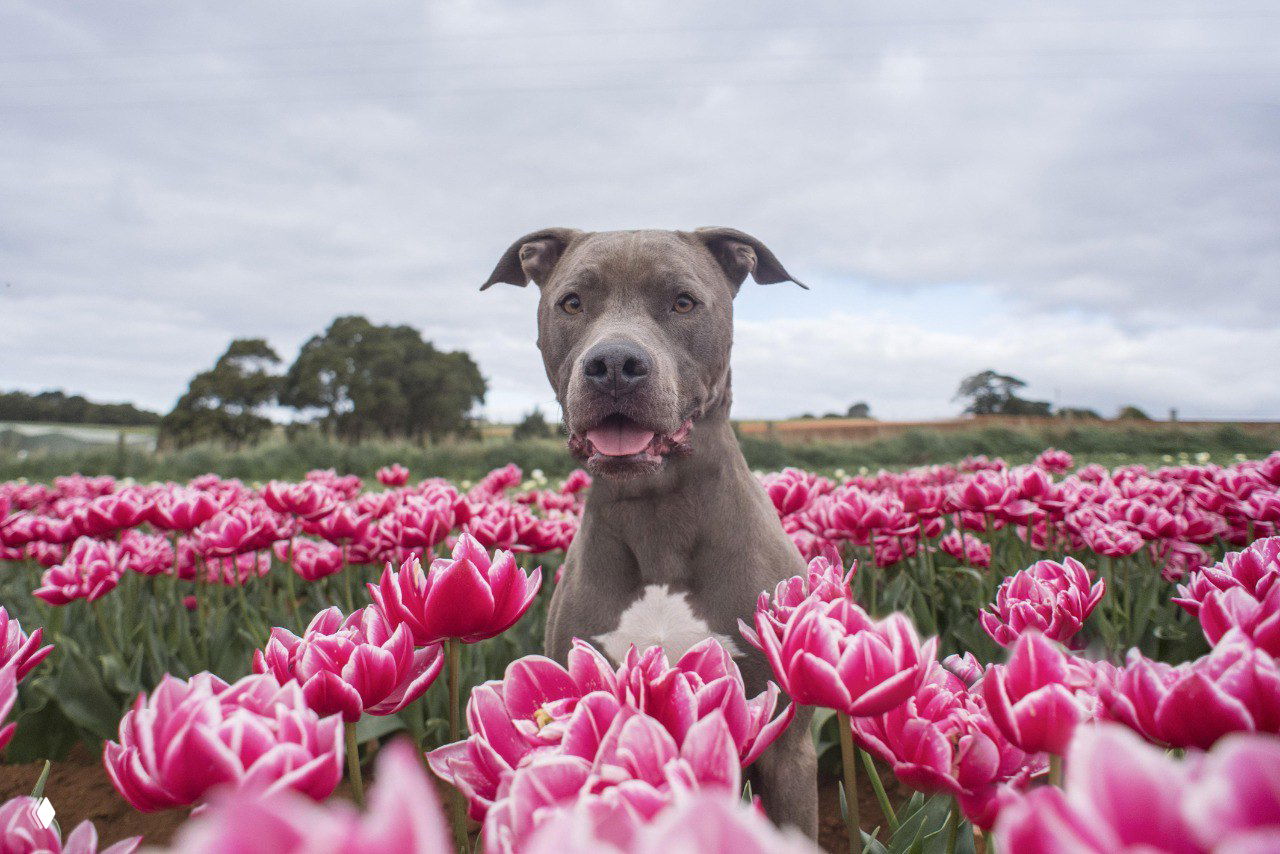 Серый питбуль смотрит в камеру из поля розовых тюльпанов; резкий передний план и мягкий задний фон — кадр из серии фотографа с Тасмании.
