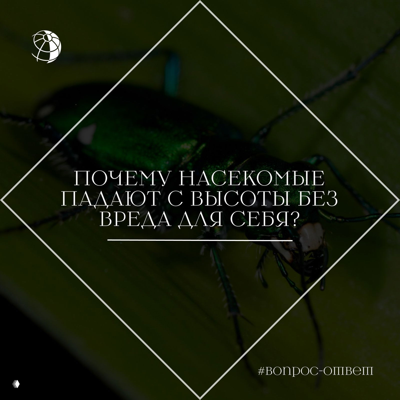Почему насекомые падают с высоты без вреда