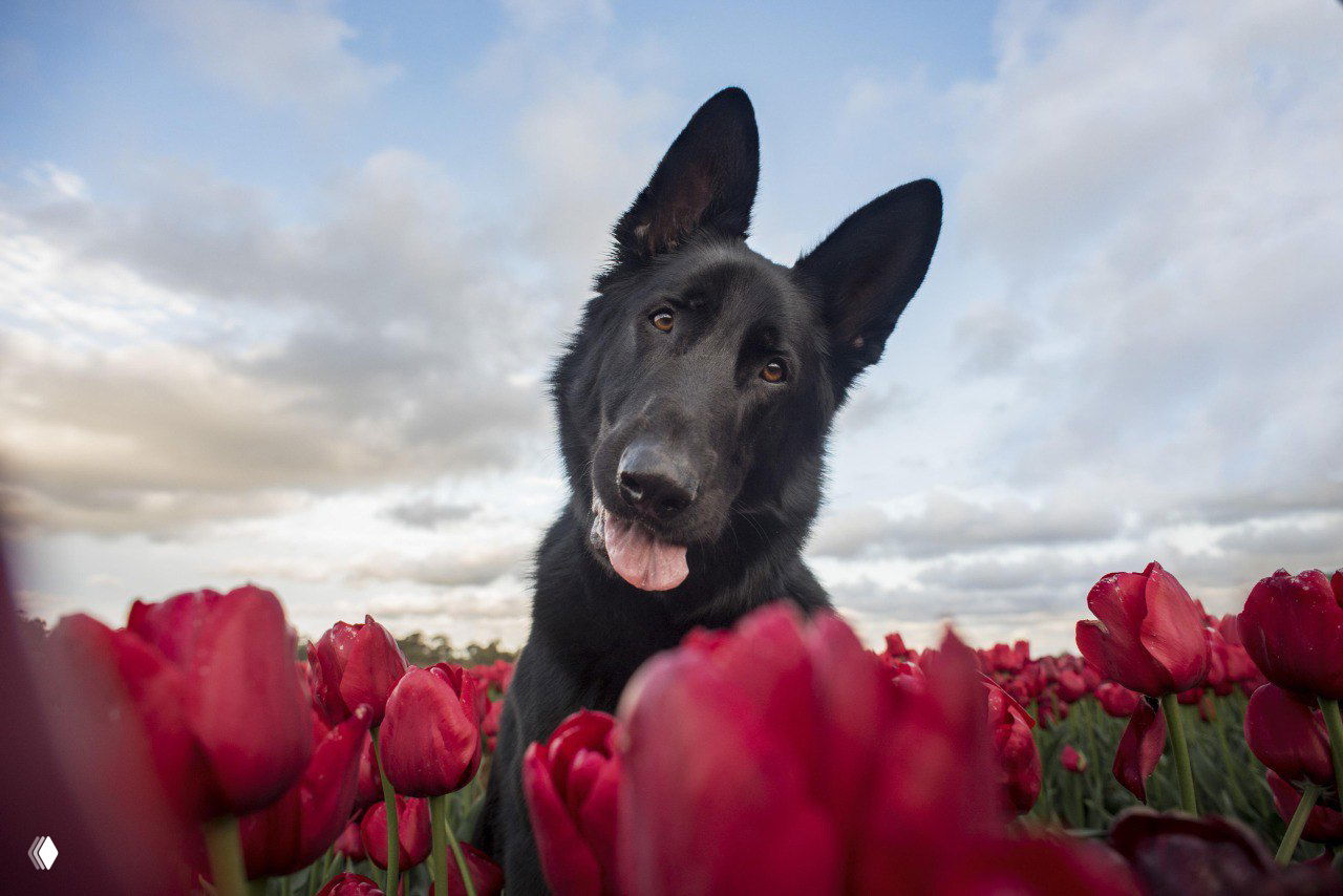 Чёрная овчарка на переднем плане среди алых тюльпанов; дружелюбное выражение и крупный план в характерном стиле Ребекки Костки.