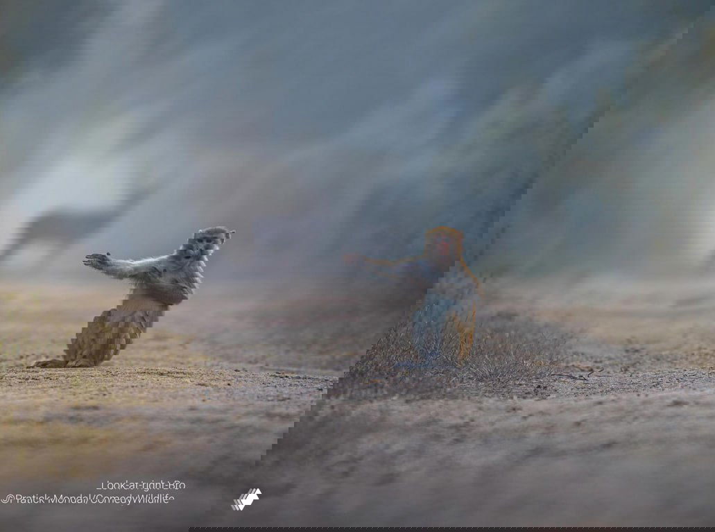 Молодая макака сидит на просёлочной дороге и как будто машет рукой на фоне туманного пейзажа — сценка с юмором и характером для конкурса.