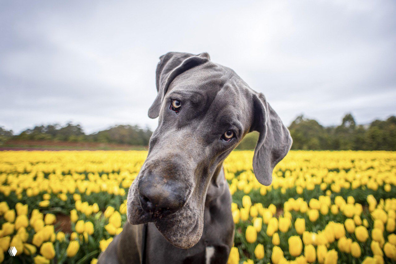 Очень крупная собака наклоняет голову на фоне поля жёлтых тюльпанов; необычная перспектива и крупный план в снимке с Тасмании.