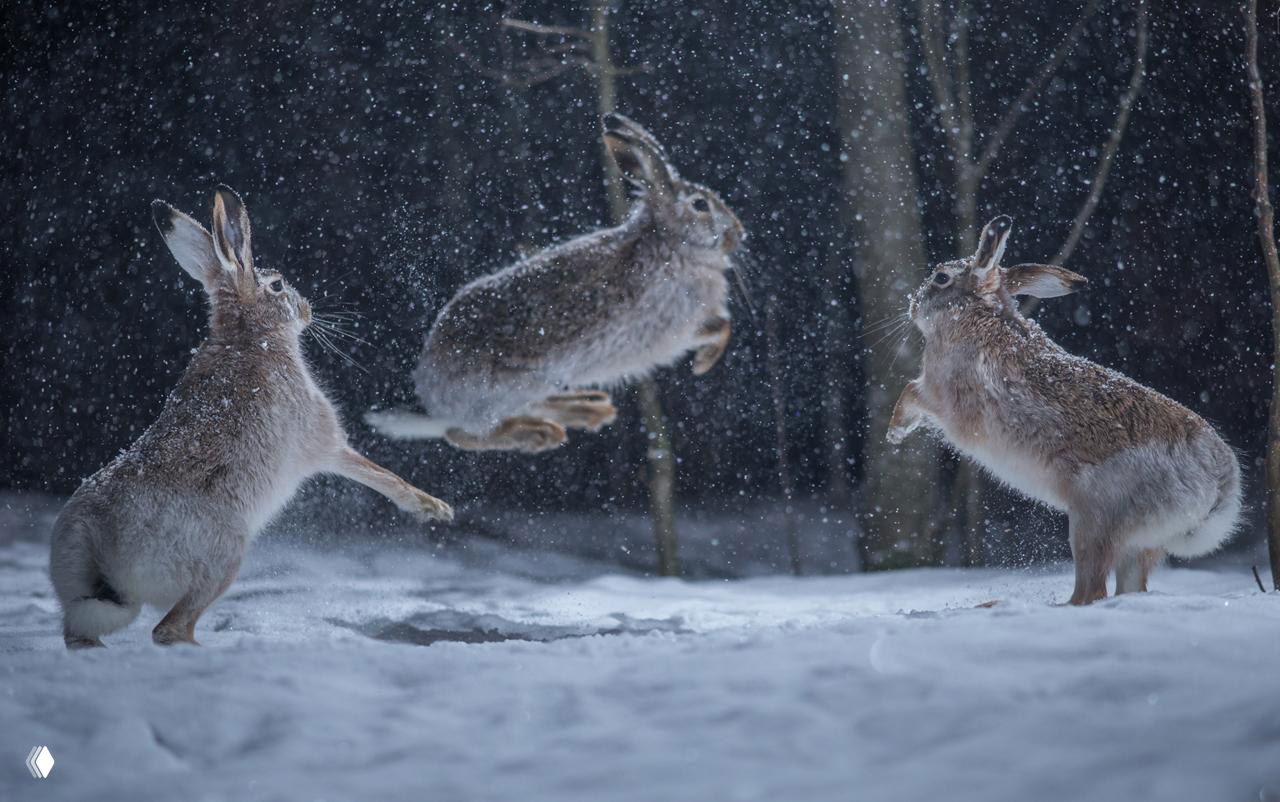 Самые забавные кадры конкурса Vuoden Luontokuva