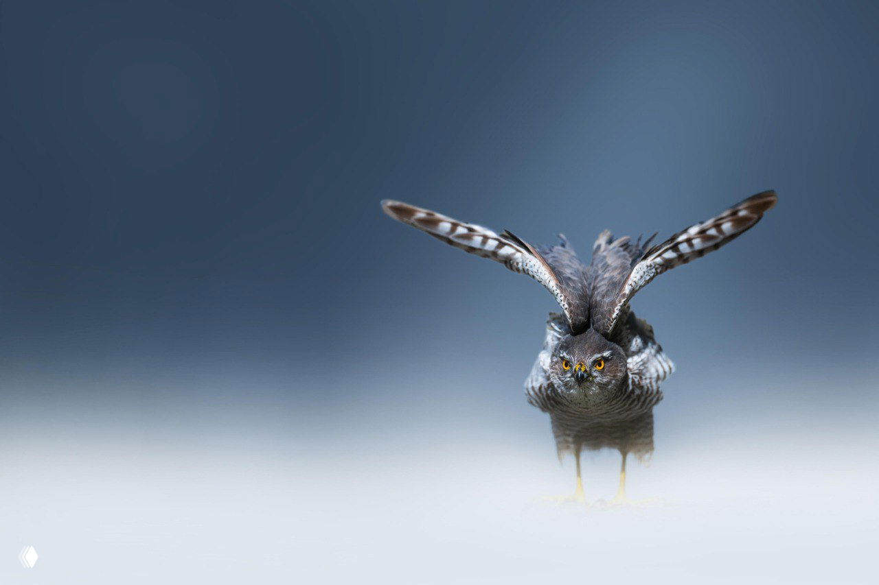 Крупный план хищной птицы в полёте: сова с расправленными крыльями и пристальным взглядом на нейтральном фоне — минималистичный снимок.