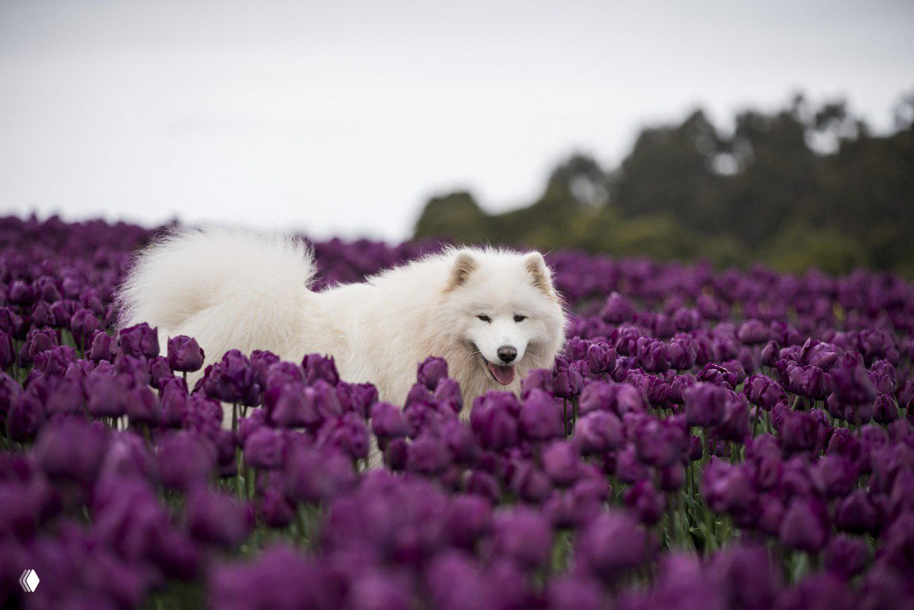 Белая пушистая собака среди тёмно-фиолетовых тюльпанов; пушистая текстура и спокойный фон создают уютный и атмосферный кадр.