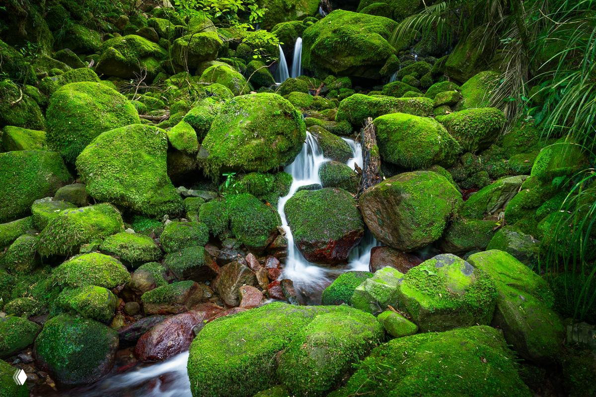 Крупный план мшистых валунов с ручейком воды, сочная зелёная фактура мха и мягкие потоки между камнями в лесном окружении.