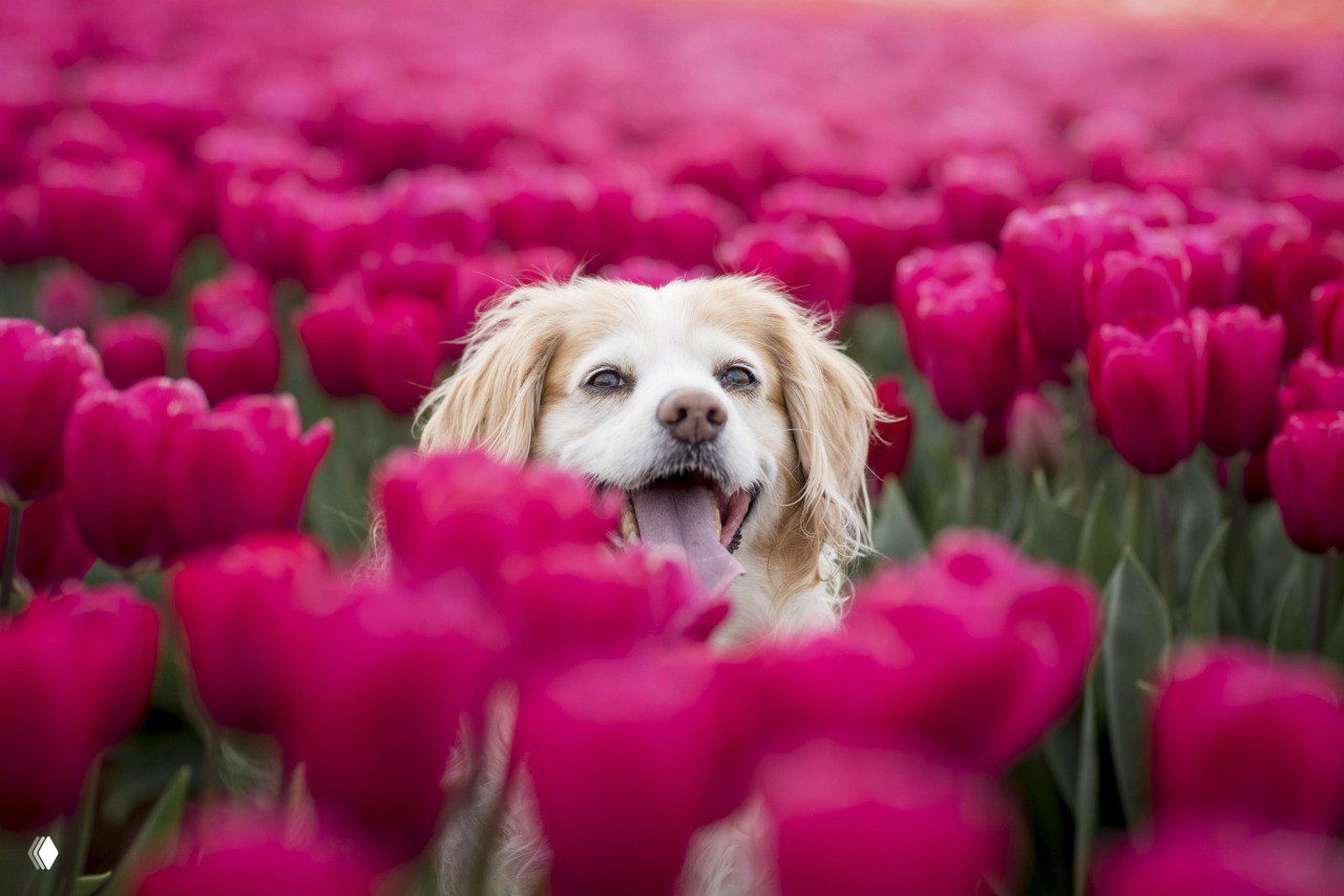 Собака выглядывает из ярко-малиновых тюльпанов с довольным выражением; кадр подчёркивает игру цвета и настроения в серии фотографий.
