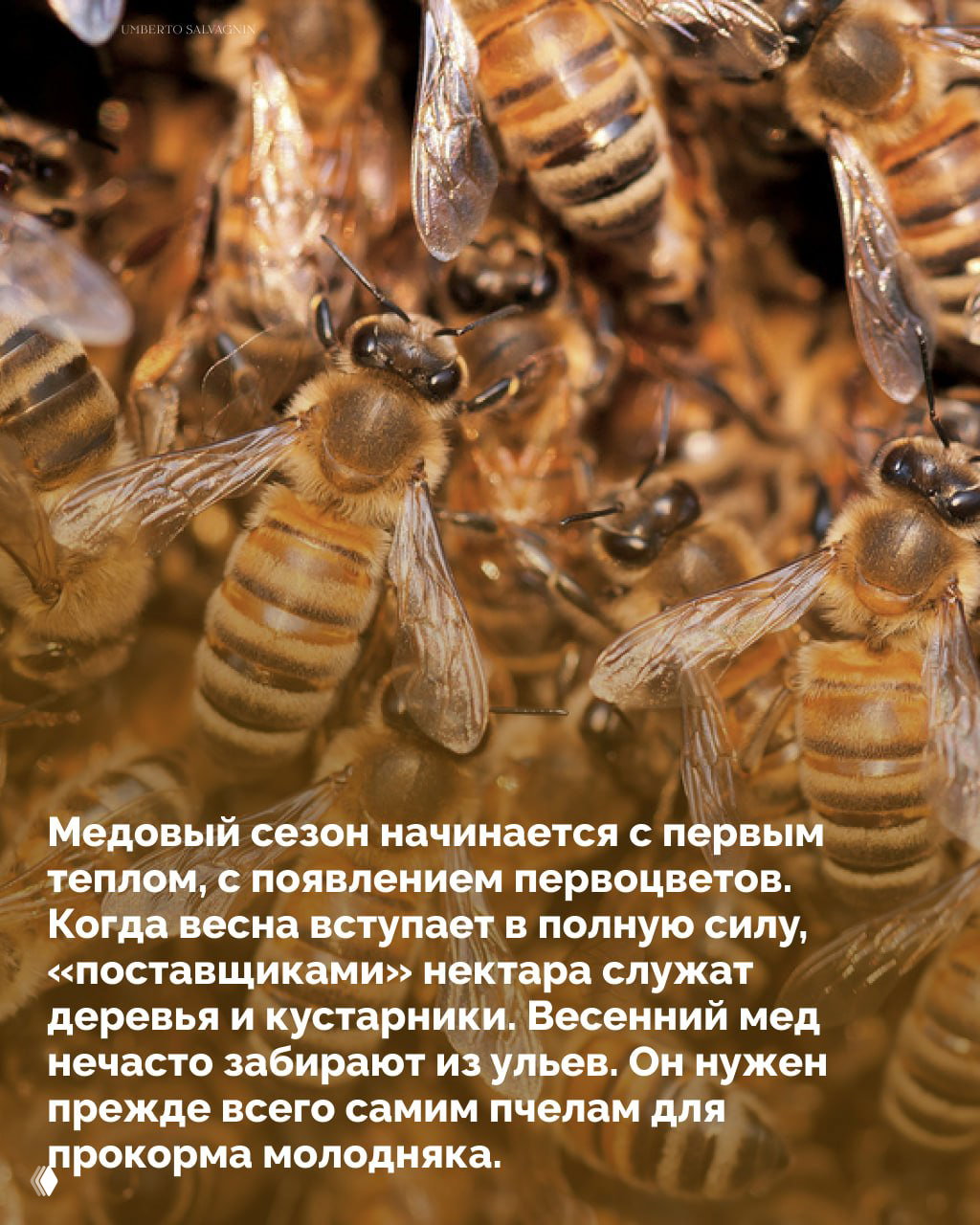 Крупный план рабочих медоносных пчёл в улье — видны туловище и крылья насекомых, скопление особей при обработке сырья и уходе за потомством.