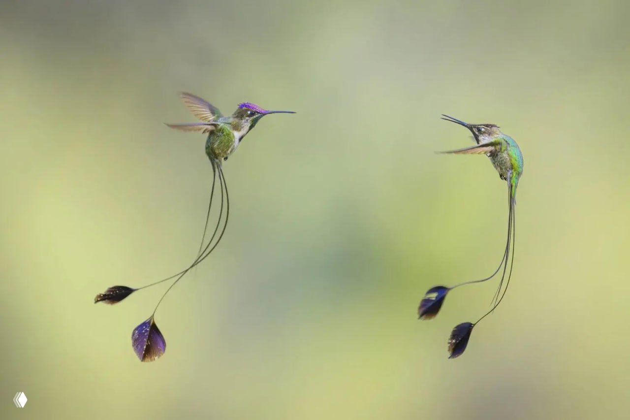 Финалист Bird Photographer of the Year 2026 — «Поведение птиц»