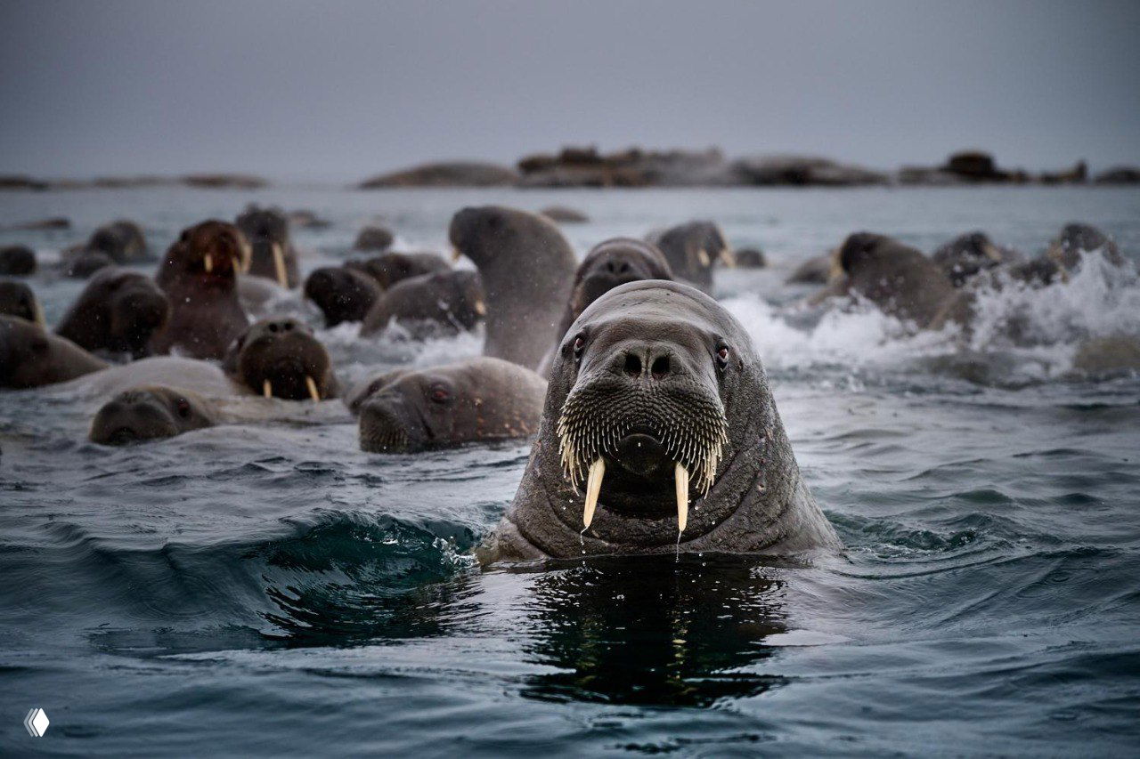Морские млекопитающие: крупный морж на переднем плане и группа сивучей позади в холодной воде — документальный жесткий кадр.
