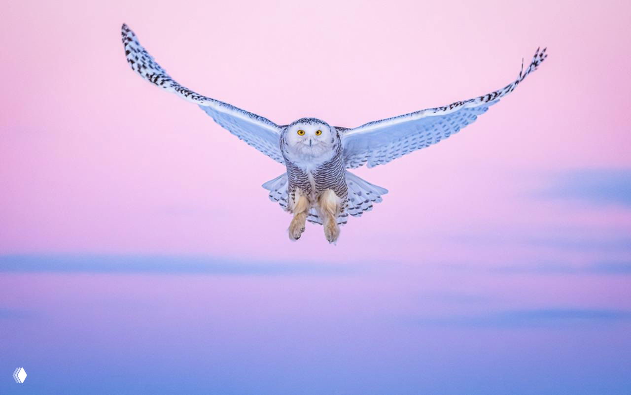 Фото-финалист reFocus Awards 2025 в номинации «Природа»