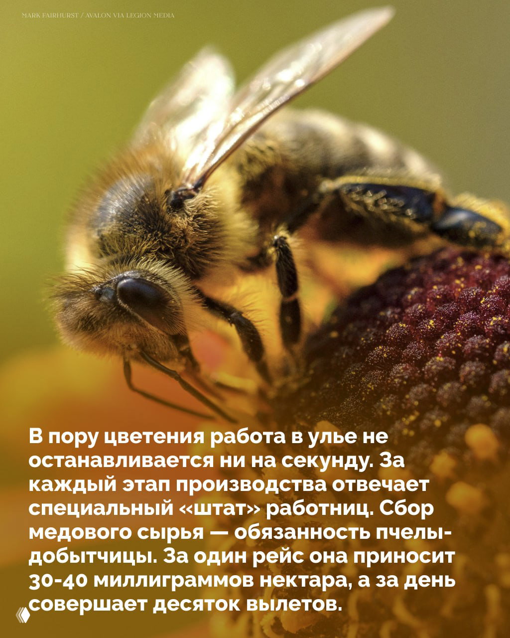 Макрофотография отдельной пчелы, добывающей нектар с цветка, видно хоботок и детальную структуру волосков на теле насекомого при контакте с растением.
