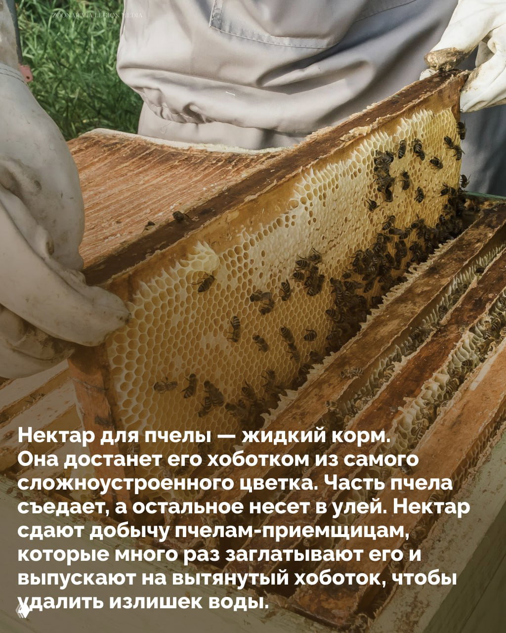 Пчеловод в защитном костюме держит рамку с сотами, на которой видны медовые ячейки и пчёлы — иллюстрация работы на пасеке и контроля состояния улья.
