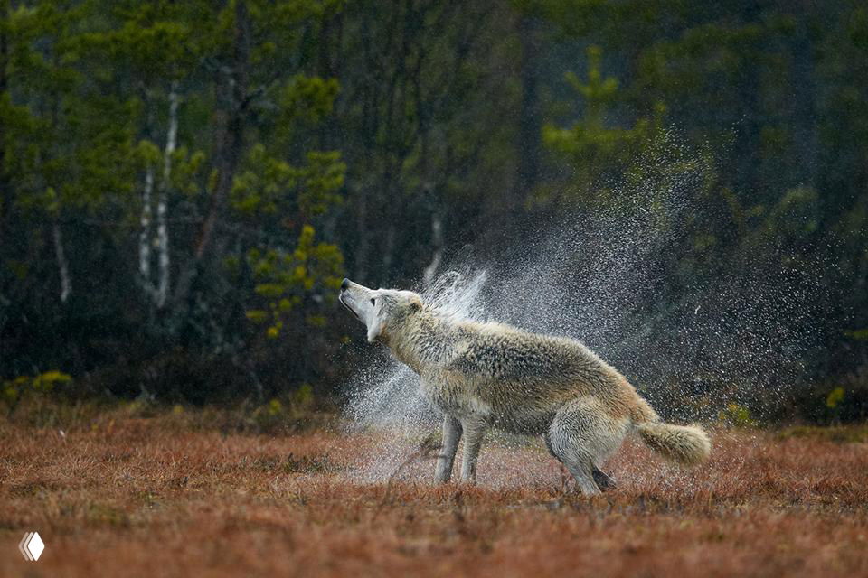 Хищное млекопитающее, стряхивающее воду и брызги вокруг себя на фоне болотистой или лесной местности — драматичный момент дикой природы.