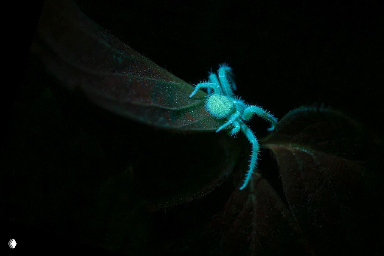 Макрофотография светящегося паука на листе в темноте: эффектное свечение и детальная текстура поверхности тела паука под ультрафиолетом.