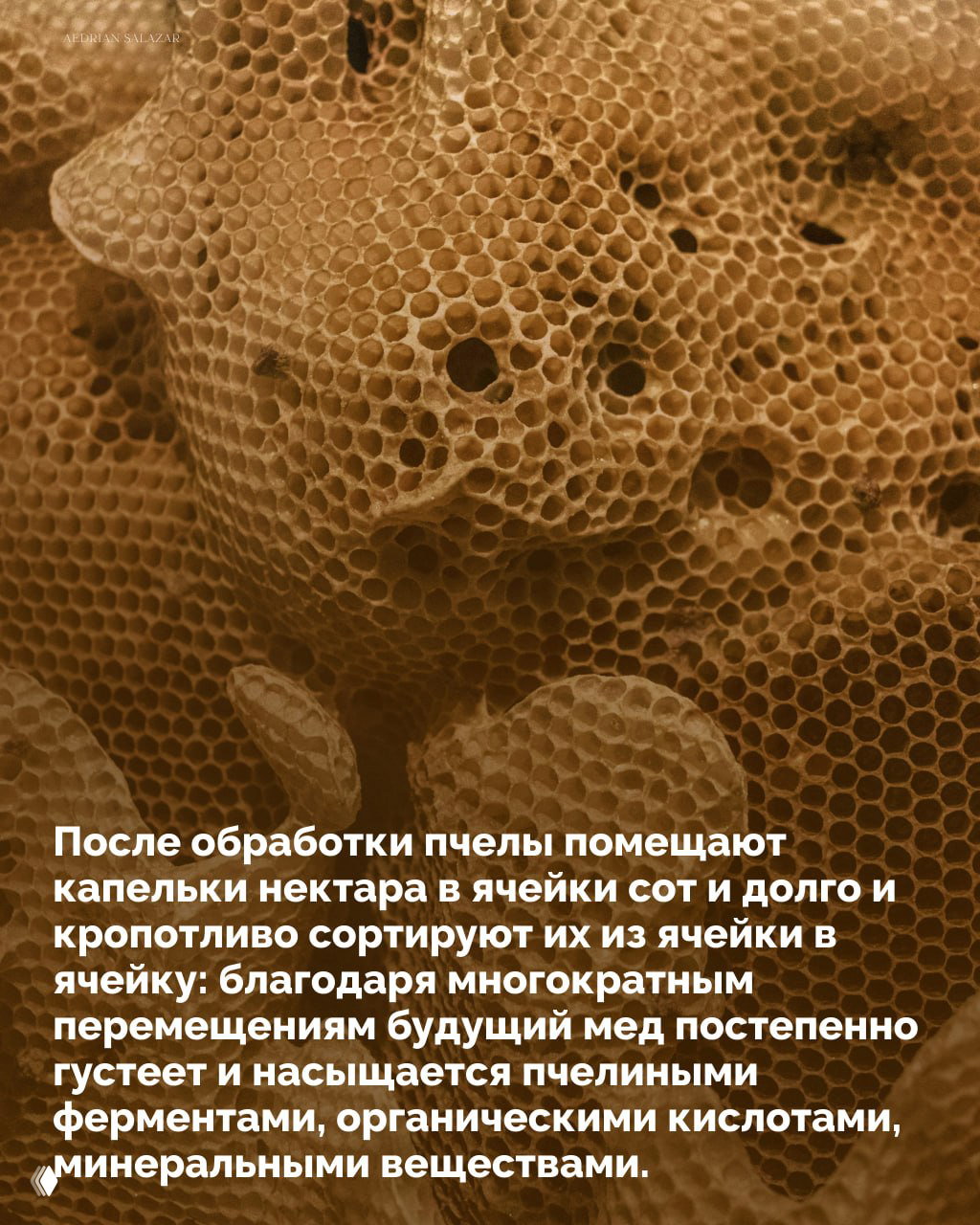 Близкий план пустых и заполненных ячеек сот, показывающий структуру хранилища меда и этапы подготовки ячеек к наполнению и запечатыванию восковыми крышечками.