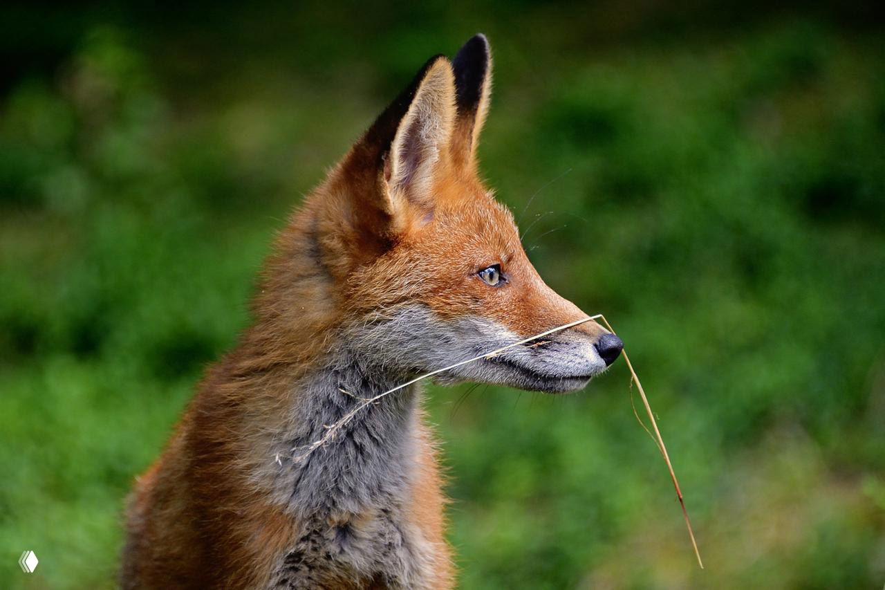 Крупный портрет лисы в профиль: выражение морды, фактура меха и зелёный размытый фон создают выразительный природный портрет.
