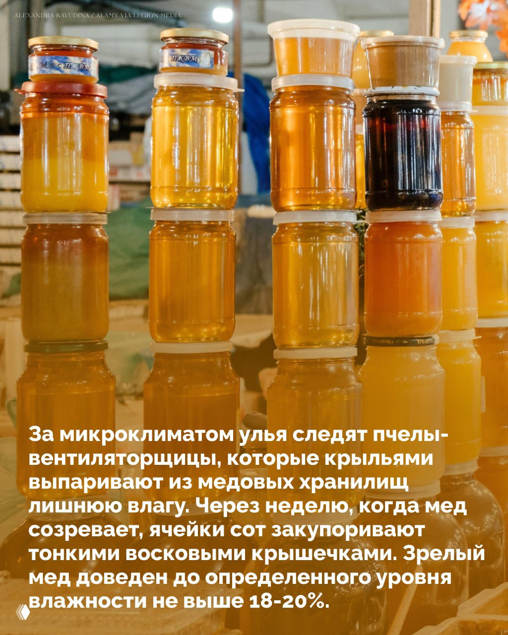 Ряды баночек с разными сортами и оттенками мёда на столе рынка или выставки, демонстрирующие конечный продукт работы пчёл и пчеловодов.