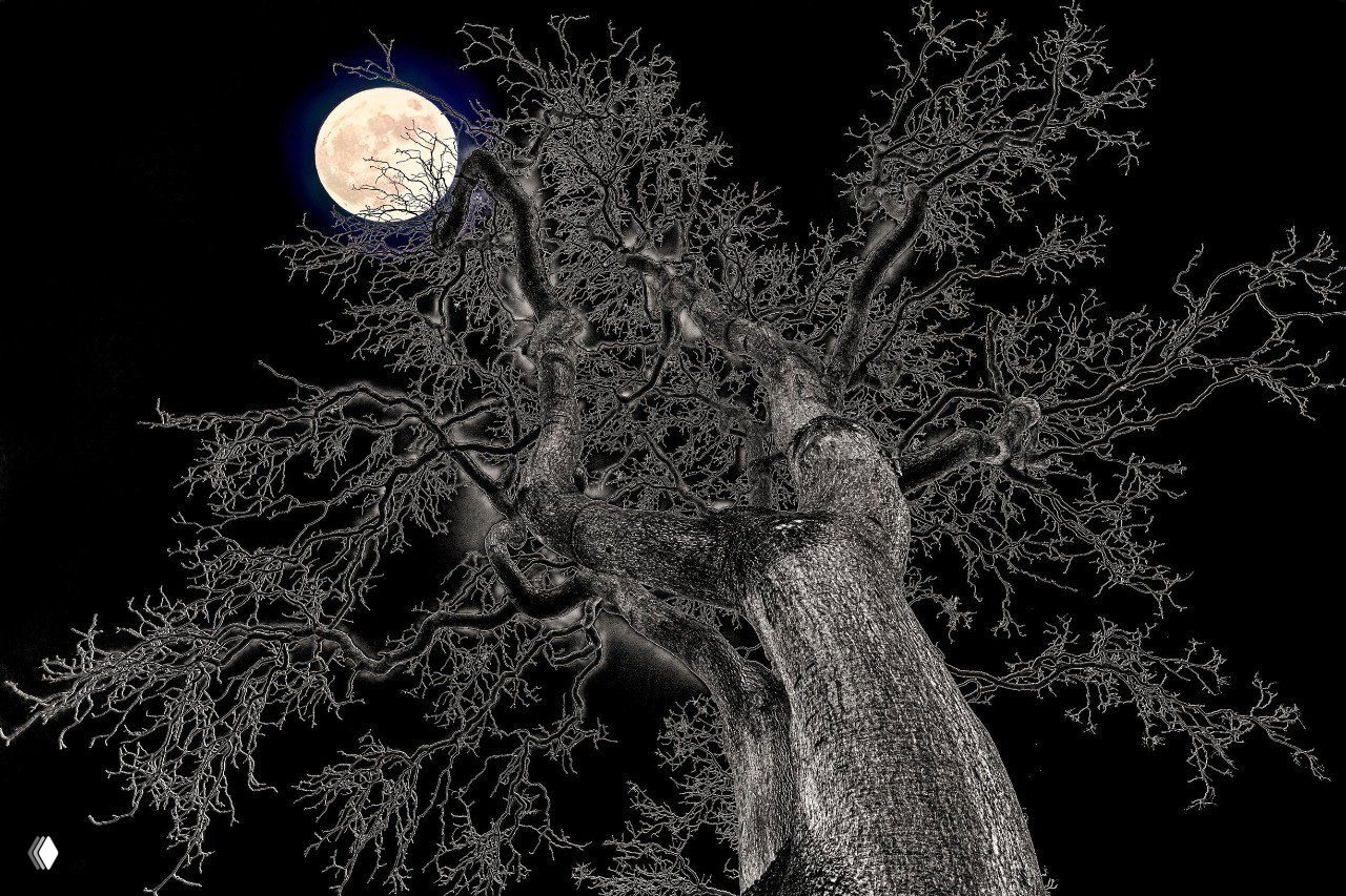 Ночной контрастный кадр: ветвистое дерево в тёмном небе на фоне яркой луны — графичный, почти монохромный образ природы.