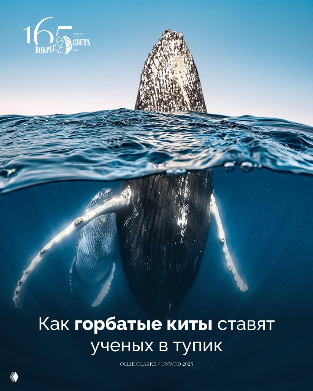 Поющие тихоходы: как горбатые киты ставят ученых в тупик