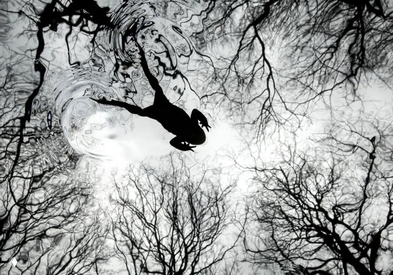 Лучшие снимки победителей BWPA 2026