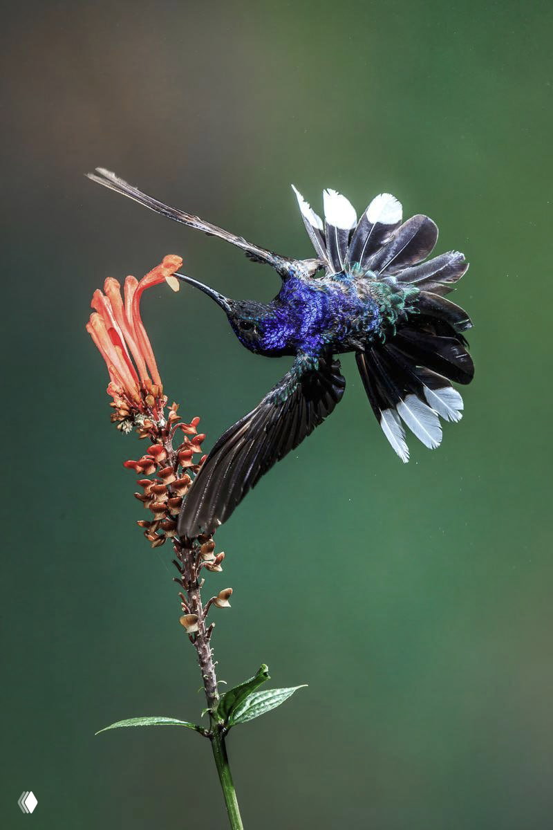 Фото‑финалист Fine Art Photography Awards 2026 — Животные