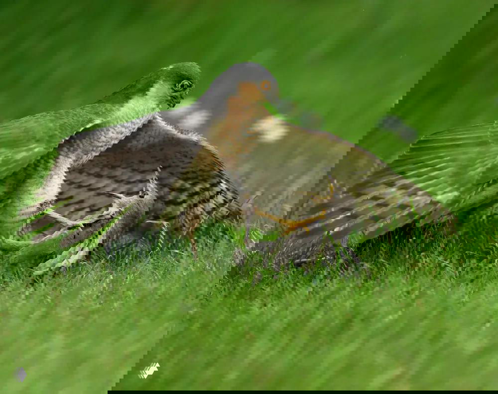 Цветной снимок хищной птицы на траве с пойманной добычей: момент охоты и борьбы птиц в естественной среде.