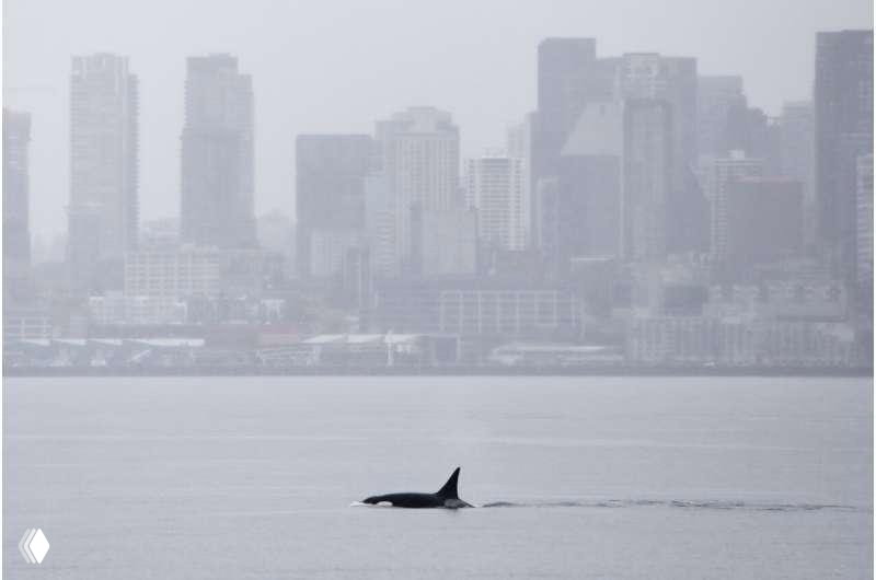 Три транзитные косатки у берегов Сиэтла