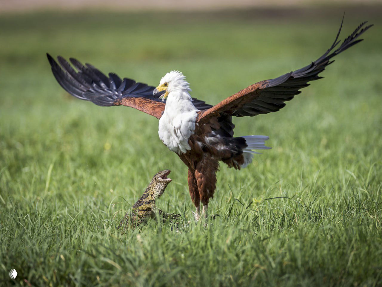 Ботсвана: окрестности реки Чобе — орлан и варан