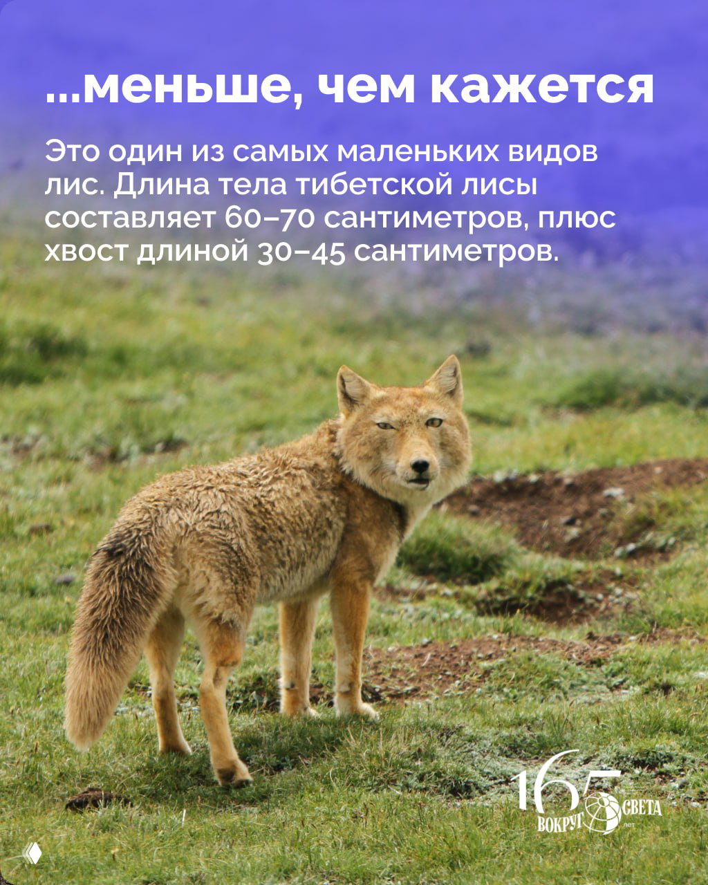 Тибетская лиса стоит в высокогорной степи, видно вытянутое тело и пушистый хвост на фоне трав и гористого ландшафта её ареала.