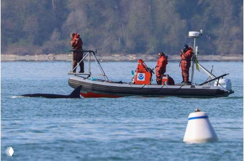 Надувная моторная лодка с экипажем в оранжевых гидрокостюмах проходит по прибрежной акватории рядом с буйком — вероятно сотрудники наблюдают за морскими млекопитающими.