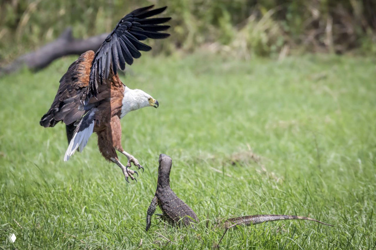 Орлан‑крикун поднимается в воздух над травой, пытаясь удержать рыбу, варан внизу пытается отобрать добычу на берегу реки Чобе.