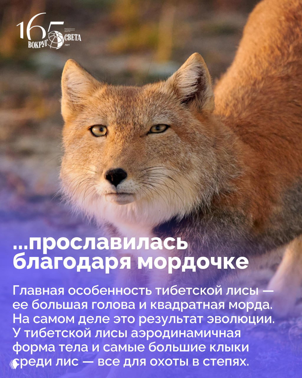 Крупный профиль тибетской лисы с выразительными глазами и квадратной мордой на размытом фоне, подчёркивающий характерную форму головы.