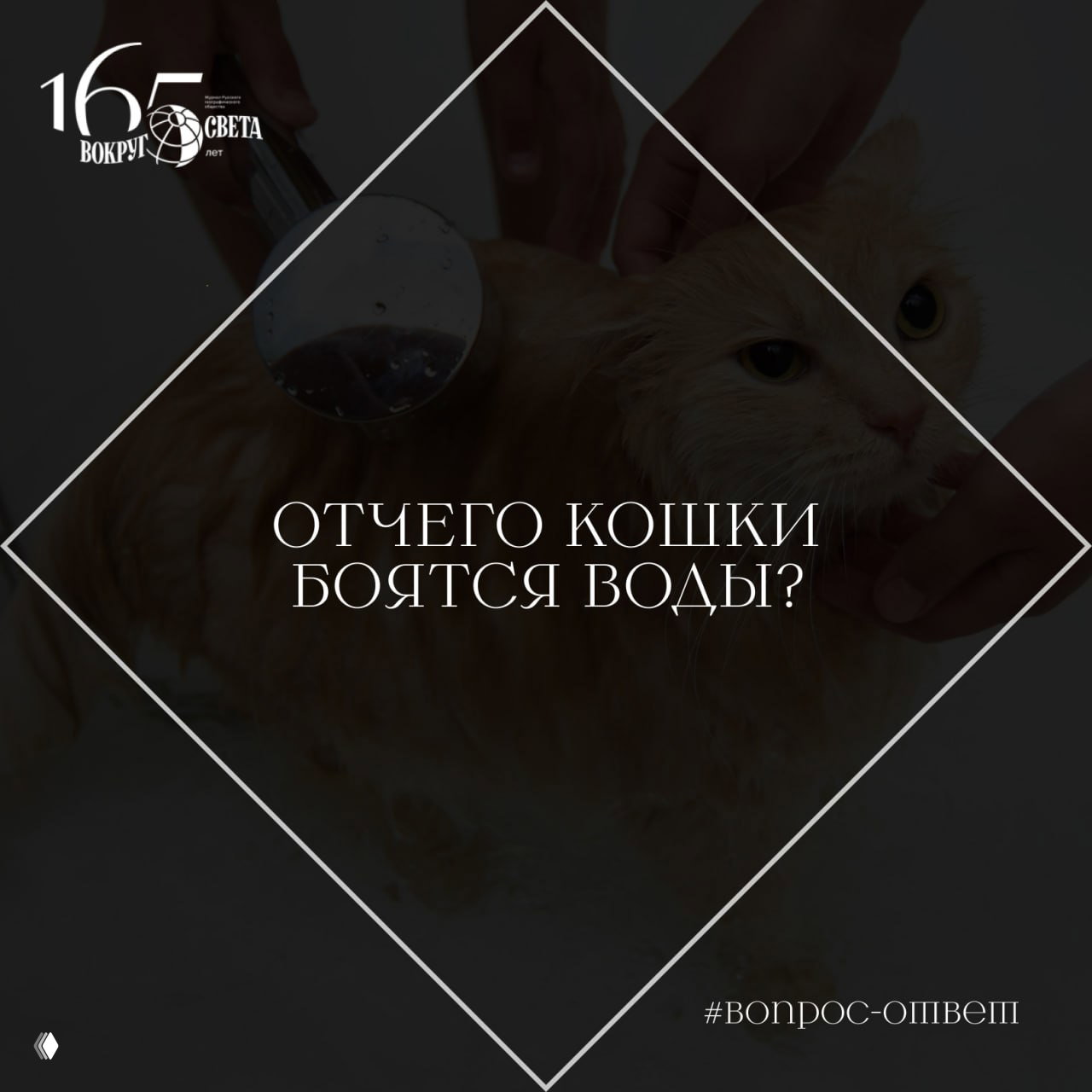 Отчего кошки боятся воды?