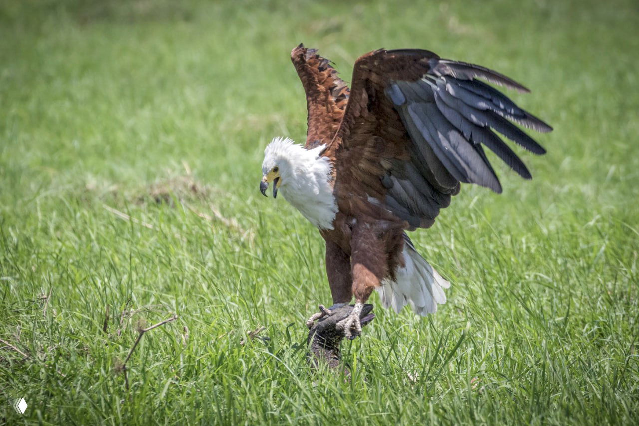 Орлан‑крикун с раскрытыми крыльями держит пойманную рыбу у земли, варан у ног — динамичная сцена на травяной пойме реки Чобе, Ботсвана.