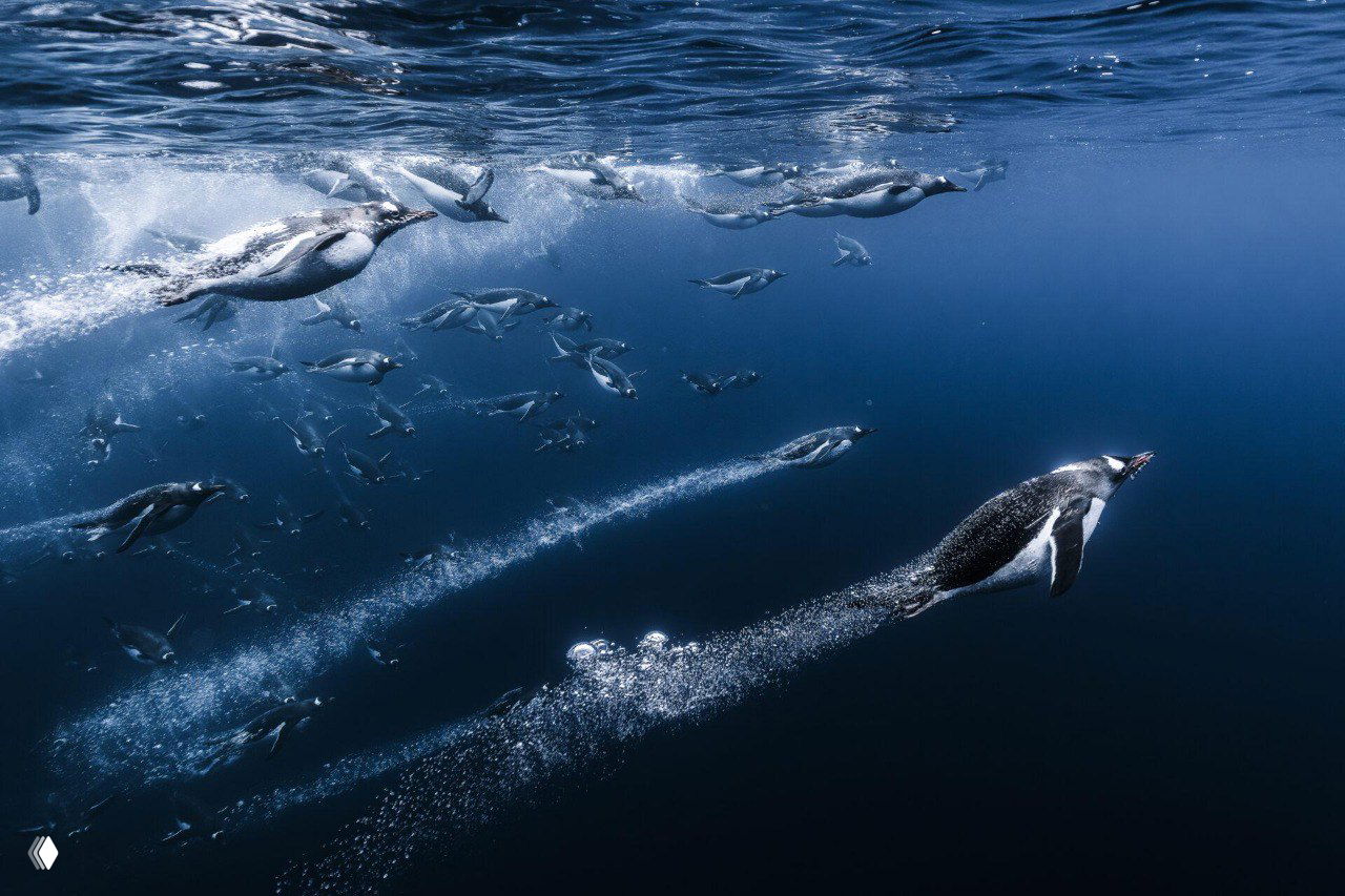 Финалист конкурса Ocean Photographer 2025