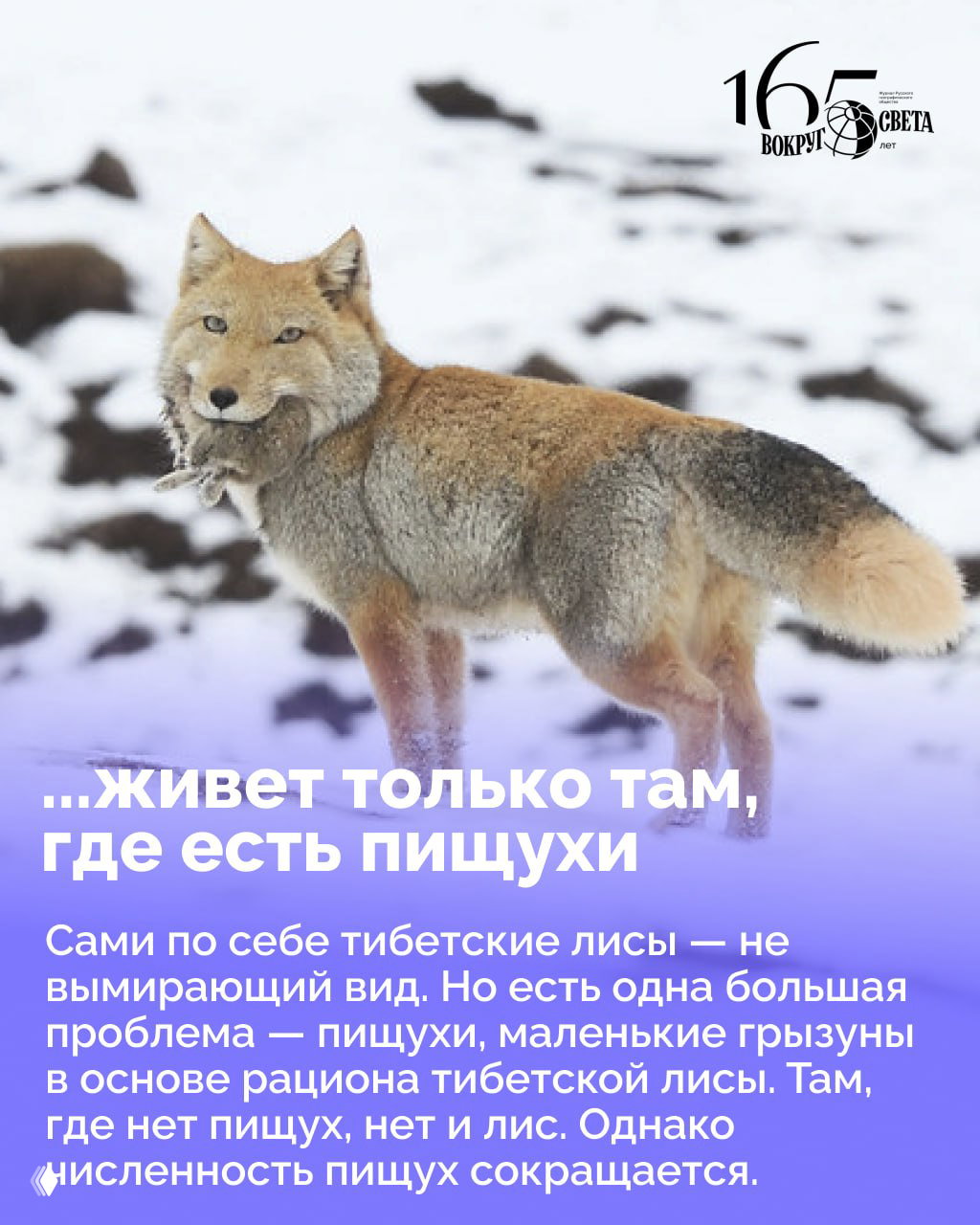 Тибетская лиса стоит на заснеженном склоне с добычей в пасти; кадр иллюстрирует зимний ландшафт её ареала и меховую окраску животного.