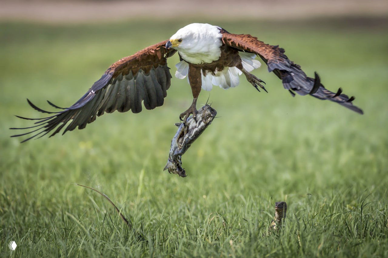 Орлан‑крикун уносит сома в когтях над травой, варан остаётся на земле; фотография из окрестностей реки Чобе, автор Charl Stols.