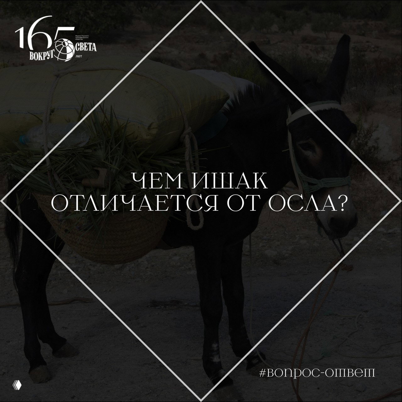 Чем ишак отличается от осла?