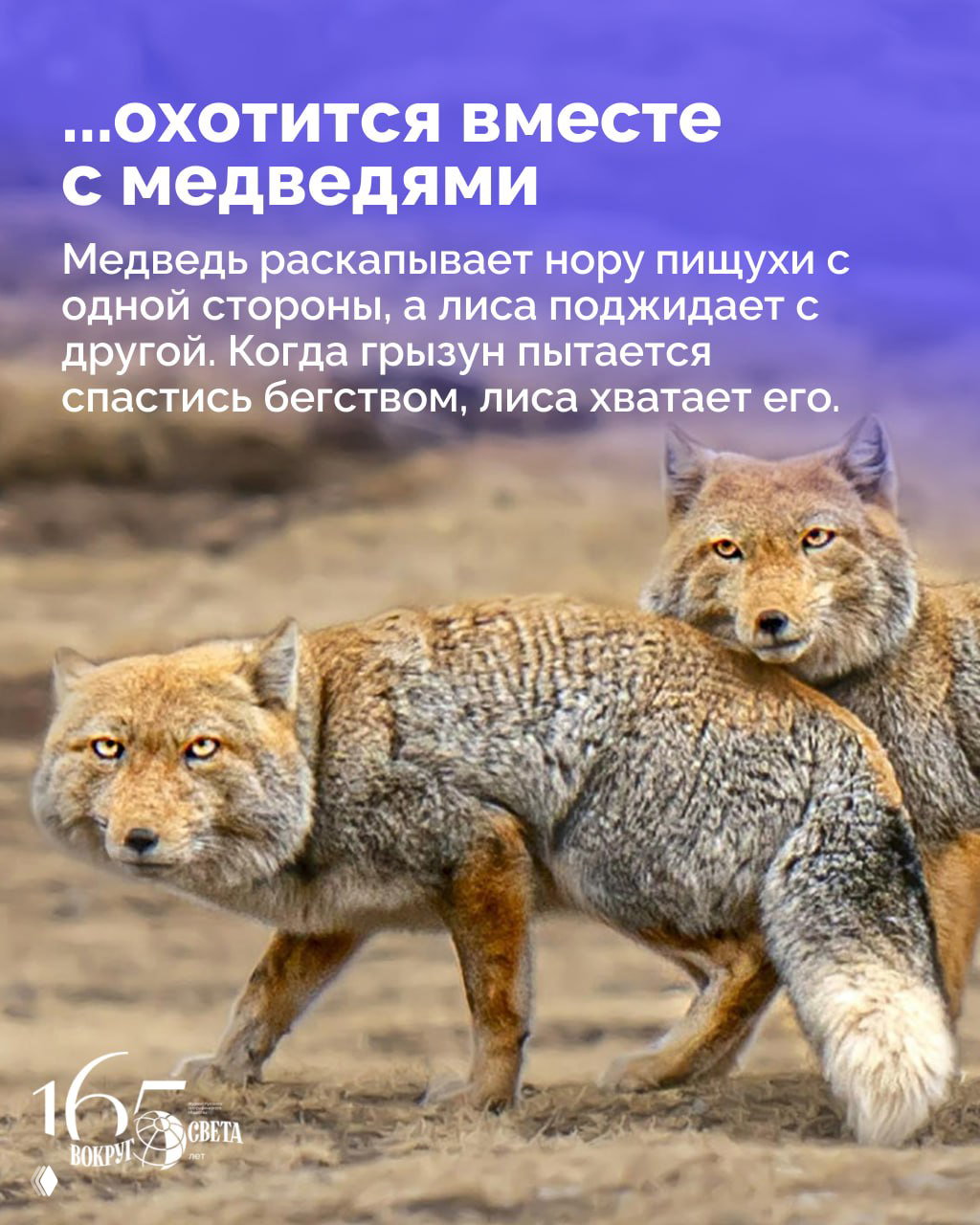 Две тибетские лисы идут по открытой местности; кадр показывает их шерсть, поведение и возможную кооперацию при охоте в суровой среде.