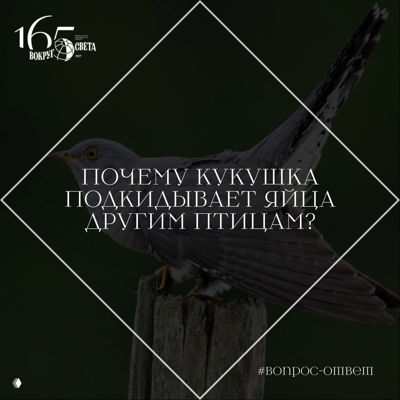 Крупный план кукушки на деревянном столбе на зелёном размытом фоне; иллюстрация к статье о подбрасывании яиц другим птицам.