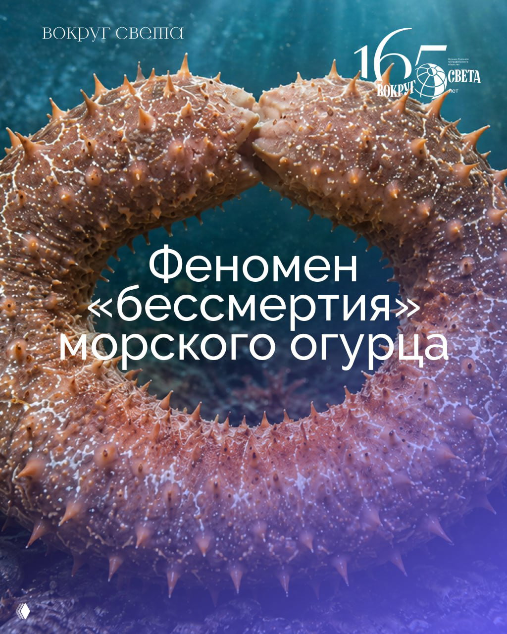 Крупный план алого морского огурца Psolus fabricii под водой — текстура кожи, шипы и кольцеобразная форма, иллюстрация исследования