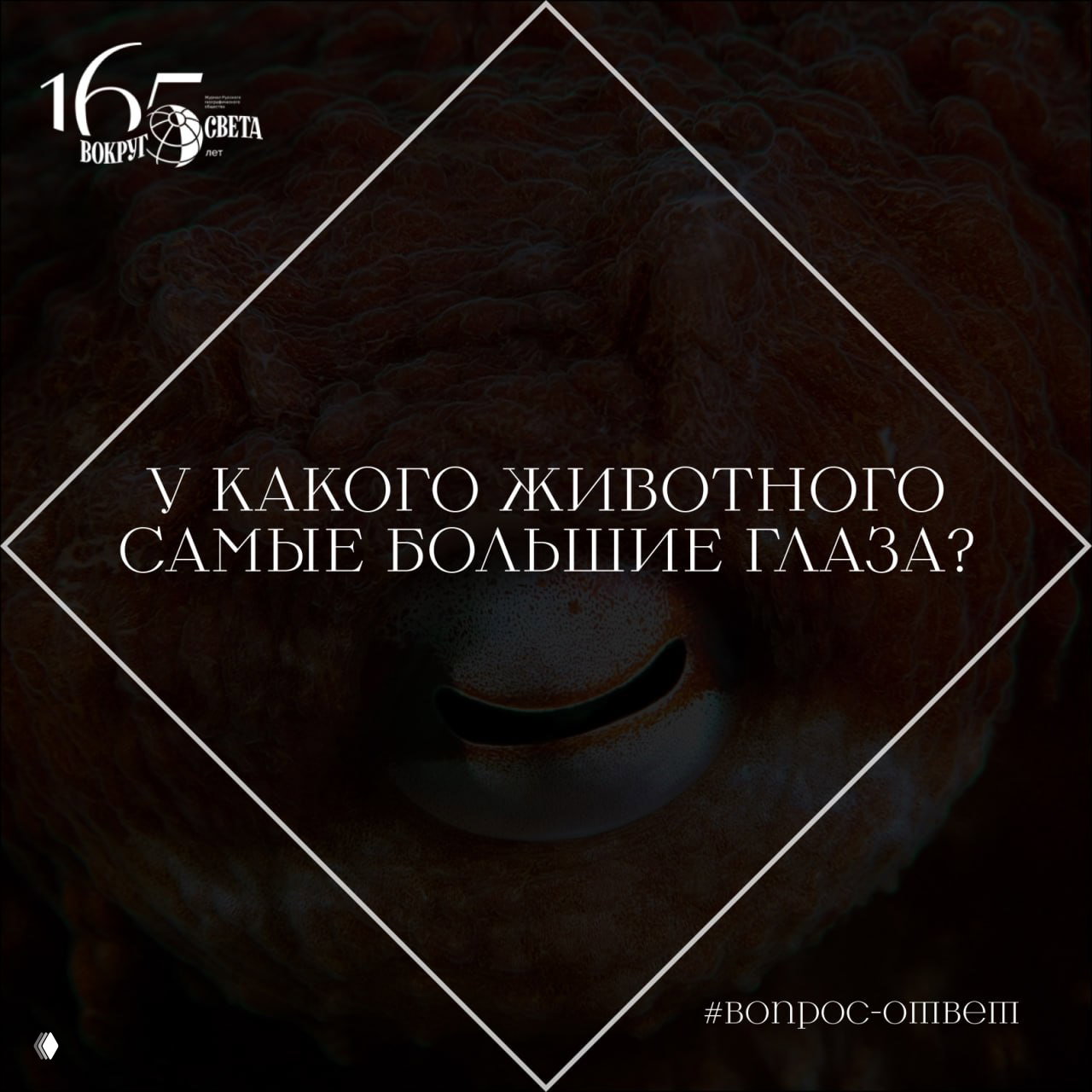 У какого животного самые большие глаза?