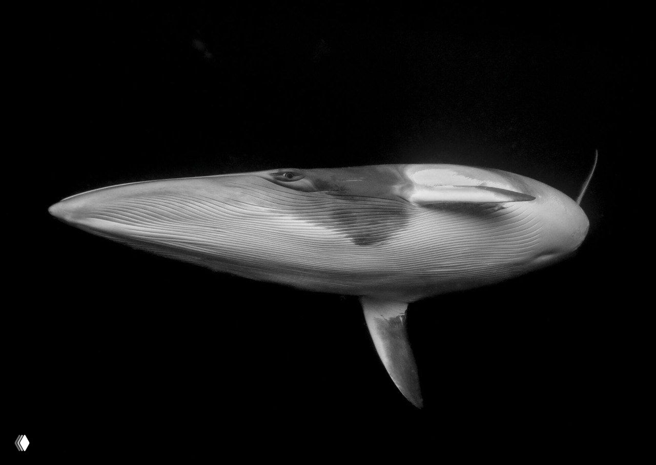 Финалист «Искусство» — Ocean Photographer of the Year 2025